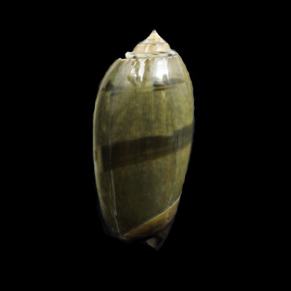 vidua 50,4mm