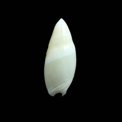montrouzieri 30,0mm BIG