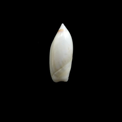 ampla 23,0mm