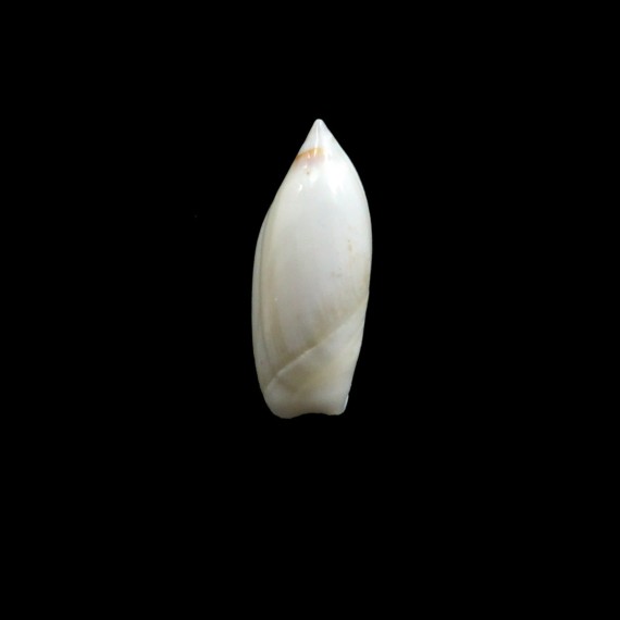 ampla 23,0mm