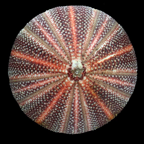 esculentus 128,0mm