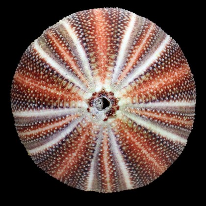esculentus 130,0mm BIG