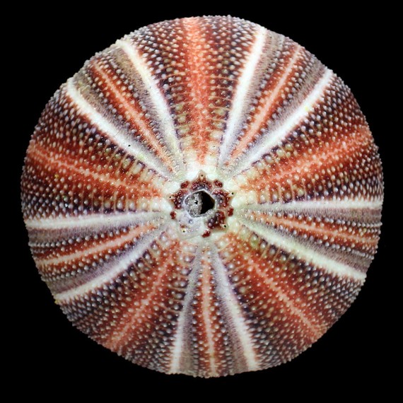 esculentus 130,0mm BIG
