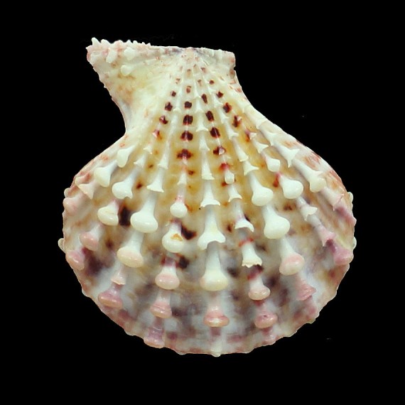 pelluscens 55,7mm BIG