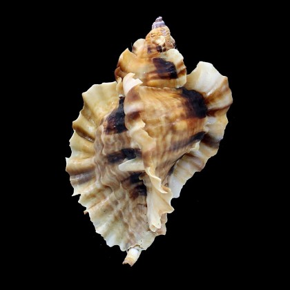 burnetti coreanica 83,0mm