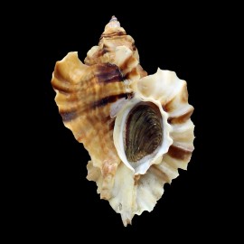 burnetti coreanica 83,0mm