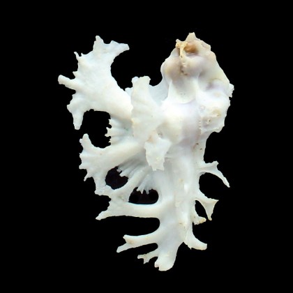 pele 56,0mm BIG