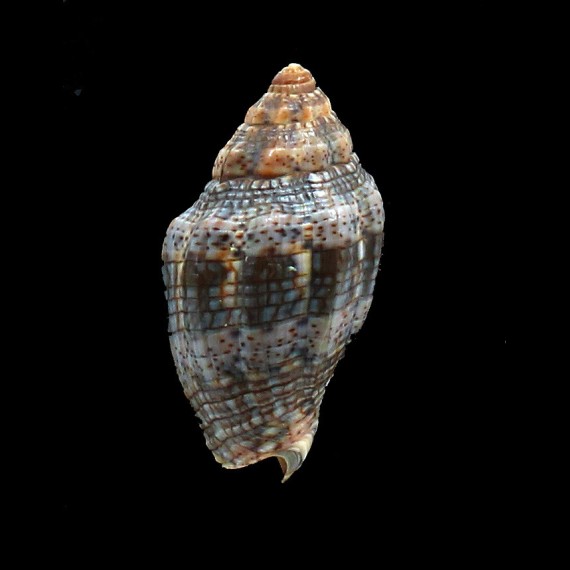 musica 42,0mm