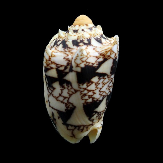 chrysostoma 53,0mm