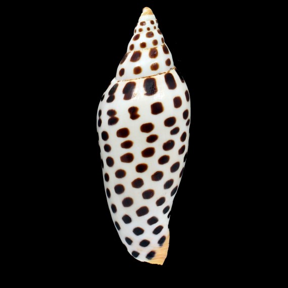 junonia 122,0mm BIG