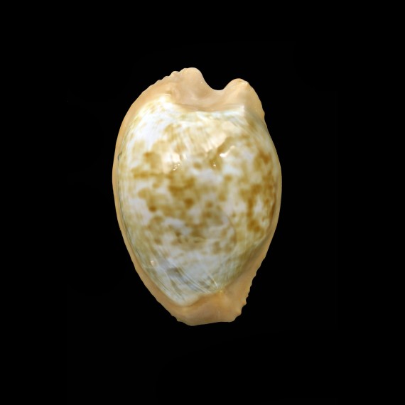 fuscodentata spaherica 29,2mm