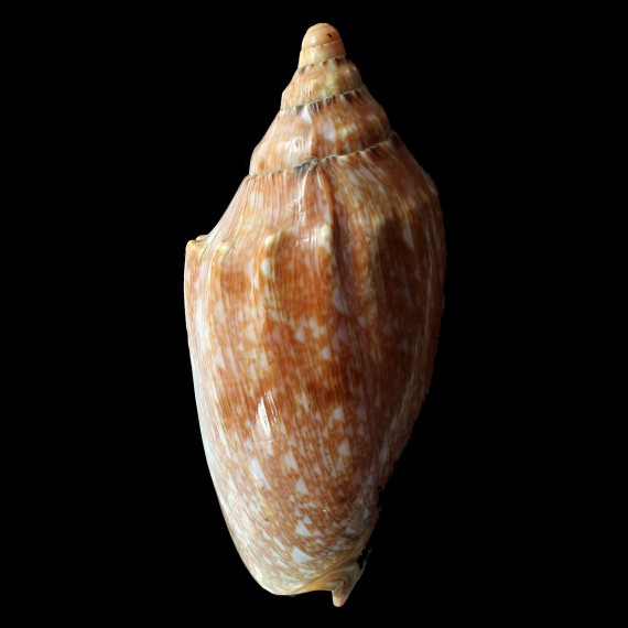 innexa 127,0mm