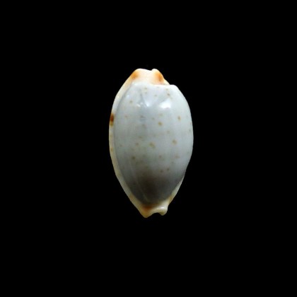 stolida salaryensis 27,0mm