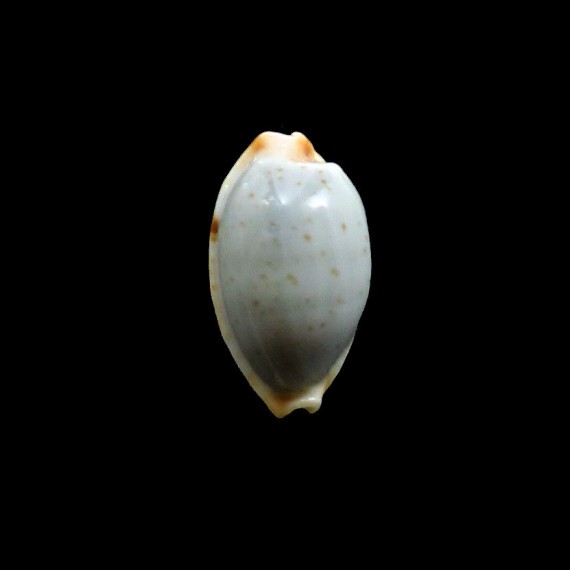 stolida salaryensis 27,0mm
