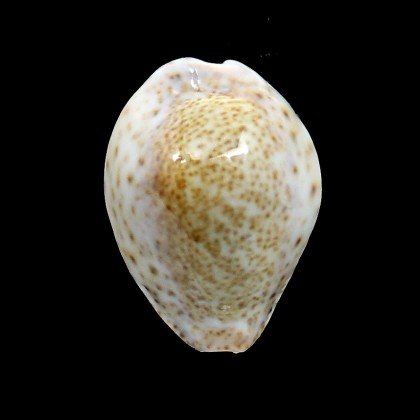 turdus winkworthi 45,0mm
