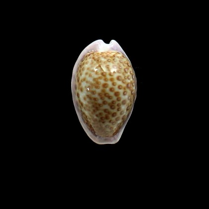 albuginosa 25,0mm