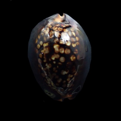 mauritiana 50,0mm DWARF