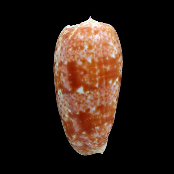 bulatus 66,0mm