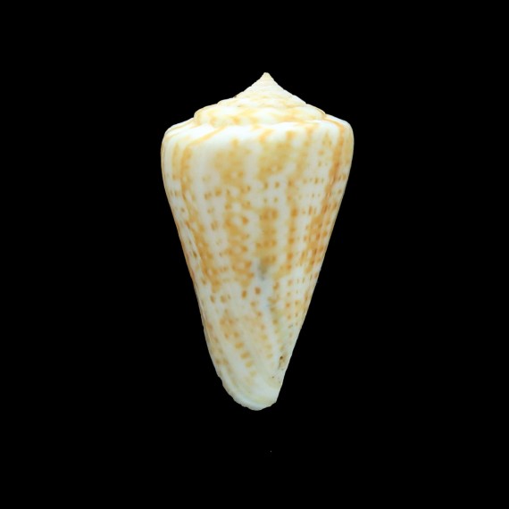 lemniscatus 49,0mm