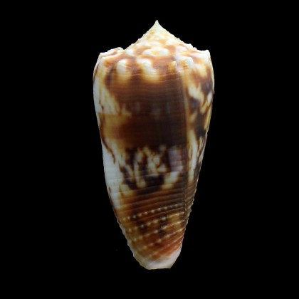 moluccensis 52,0mm