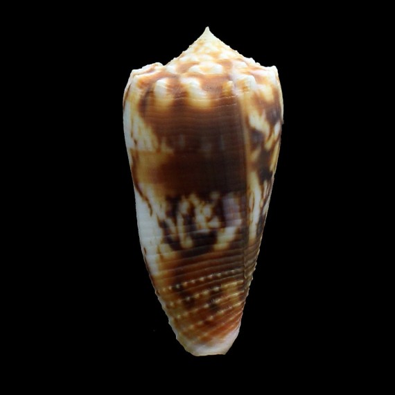 moluccensis 52,0mm