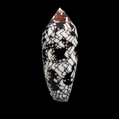 aulicus michelcharlesi 72,8mm