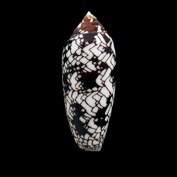 aulicus michelcharlesi 72,8mm