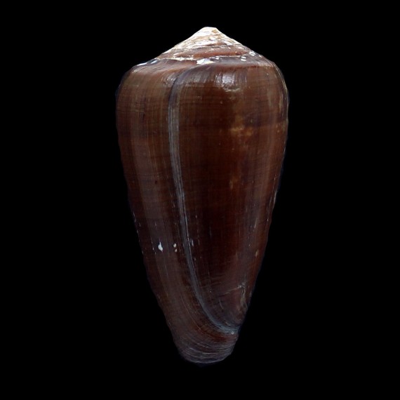 pennaceus pseudoecho 73,0mm BIG