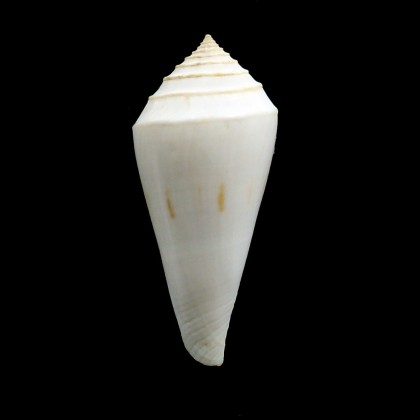 bozzetti 53,0mm RARE
