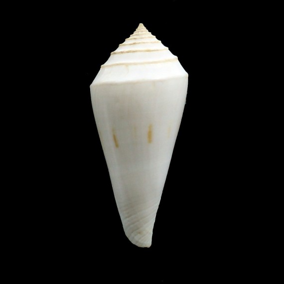 bozzetti 53,0mm RARE
