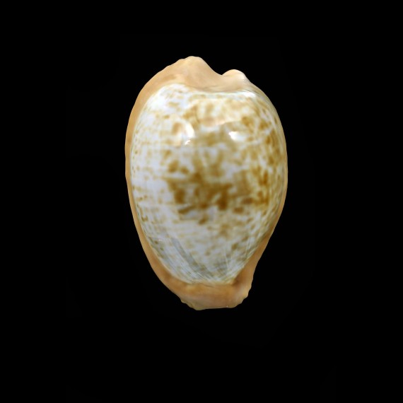fuscodentata spaherica 29,2mm