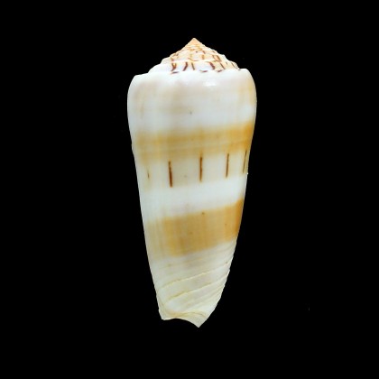 aliwalensis 73,0mm SUPERB