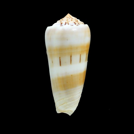aliwalensis 73,0mm SUPERB