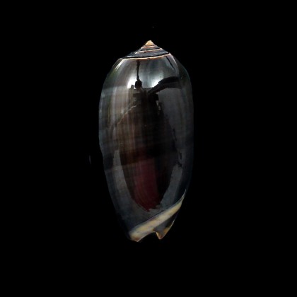 tigrina gandiformis 52,0mm BIG