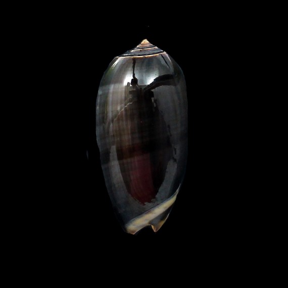 tigrina gandiformis 52,0mm BIG