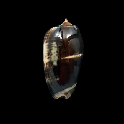 tigrina grandiformis 54,0mm