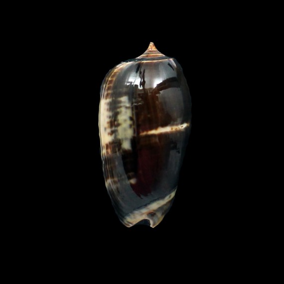 tigrina grandiformis 54,0mm