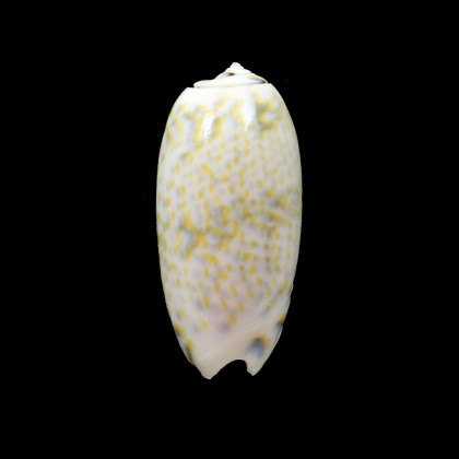 tricolor pilantha 50,0mm