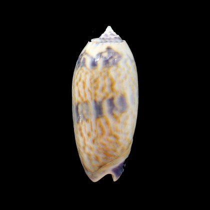 lamberti 60,0mm