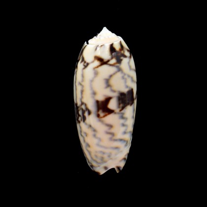 berti 60,0mm SUPERB