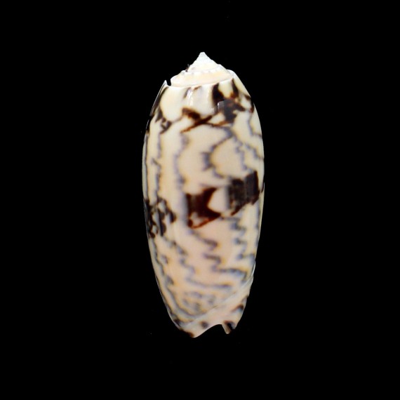 berti 60,0mm SUPERB