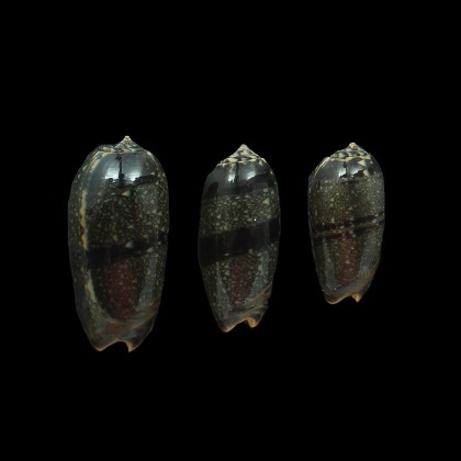 LOT reticulata azona DARK
