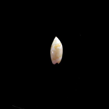 nivea chiriquiensis 11,0mm RARE