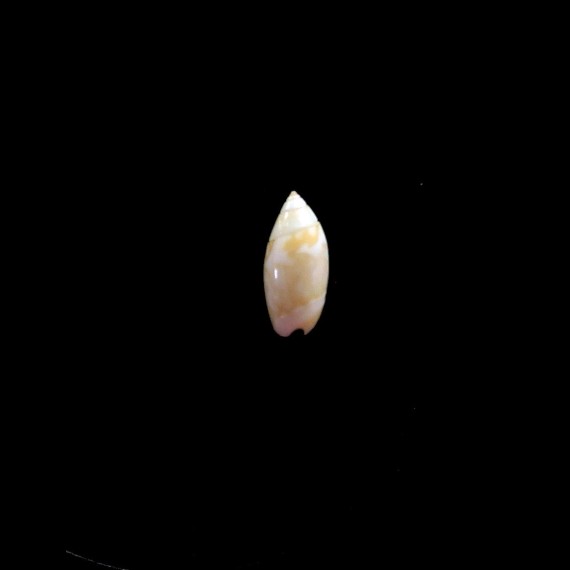 nivea chiriquiensis 11,0mm RARE