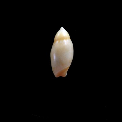 reevei 15,0mm RARE