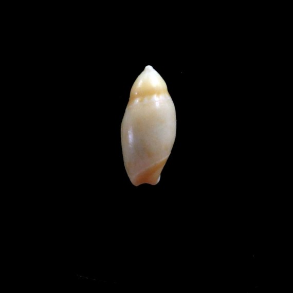 reevei 15,0mm RARE