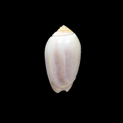 peruviana livida 43,0mm