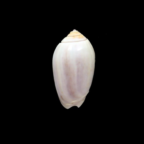 peruviana livida 43,0mm