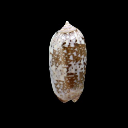 splendidula 42,0mm