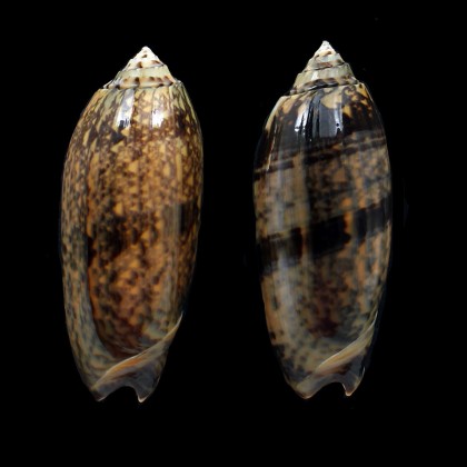 LOT tremulina flammeacolor
